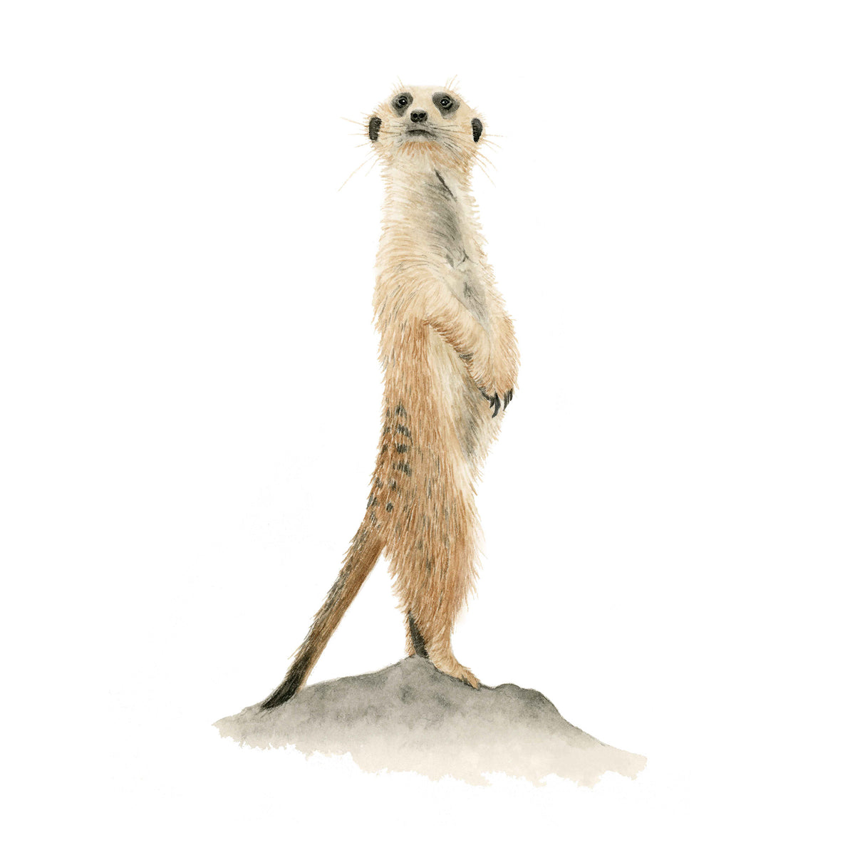 Suricate - Watercolor Wall Art